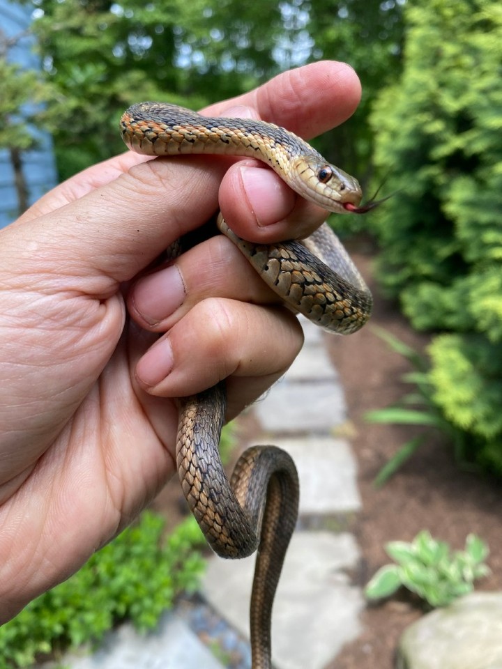 Eastern Garter Snake